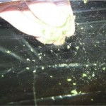 1_veg7 1_veg7