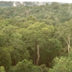 Amazon_Manaus_forest Amazon_Manaus_forest