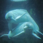 Amazonas_Flussdelfin_Apure_Orinoco_Duisburg_01 Amazonas_Flussdelfin_Apure_Orinoco_Duisburg_01