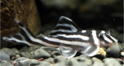 zebra pleco