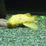 1_abn1 1_abn1