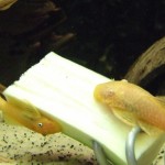 1_female_abn__L144 1_female_abn__L144