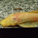 1_male_abn1 1_male_abn1
