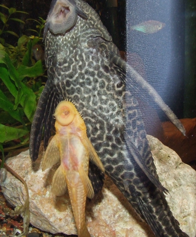 Plecoplanet Which Algae Eating Pleco 