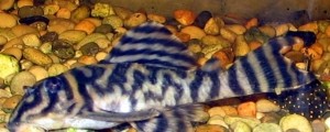 H. furunculus H. furunculus-eye placement is especially notable in this picture.