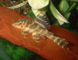 Hypancistrus debiliterra. Hypancistrus debiliterra.