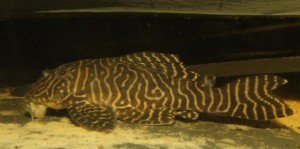 L-401 L-401. The bluntly sloping forehead and caudal size are apparent.