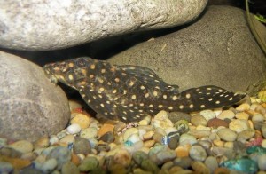 Hypancistrus contradens Hypancistrus contradens: Large head size and a bulky build.