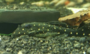 L-201 L-201: Small spot size and a rather blunt caudal fin.