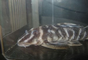 L-316 A male L-316. Observe the flat, large head and the eye size.