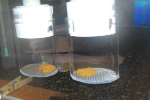pic2 Eggs in tumbler