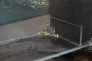 pic4 Fry around 4 days old