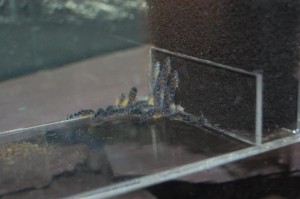 pic5 Fry around 10 days old