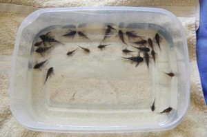 pic7 Some of the larger fry caught during a full tank clean