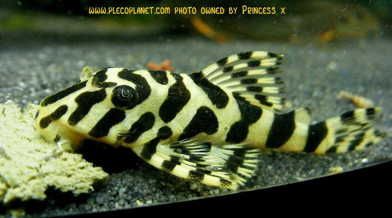 leopard frog pleco care