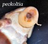 peckoltia_sp.jpg