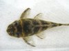 fish3 pic2.jpg