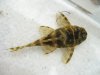 fish5 pic3.jpg