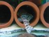 L134 Leopard frog pleco possible female.jpg