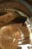 pleco1pic2.jpg