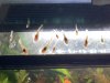 Dead 10g Pleco Babies.JPG