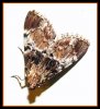 Moth-1-1.jpg