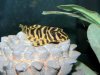 arts_L134 pleco.JPG