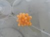 L397eggs.JPG