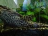 Pleco.jpg