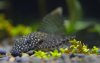 pleco_profile_s.jpg