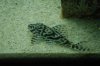 PLECO. 019.jpg